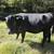 Really nice steer and heifer 10 thumbnail
