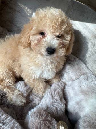 10 week old bichpoo puppies63939179263746122