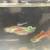 Guppies (or trade) 1 thumbnail
