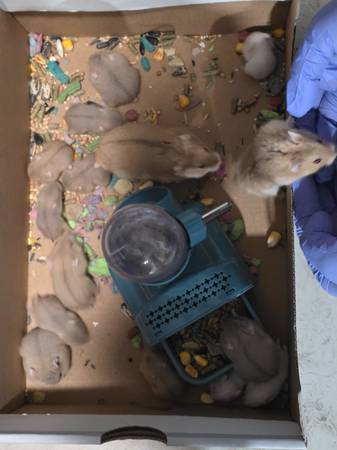 Dwarf  hamster (Phoenix)63905905900419123