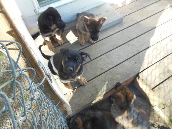 German Shepherd Puppies for Good Homes (Edgewood)