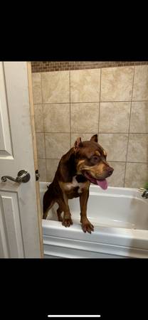 Rehoming xl pitbull (Oceanside)63894602708099122