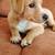 Rehoming 12 week old Pomeranian/French Brittany mix 4 thumbnail