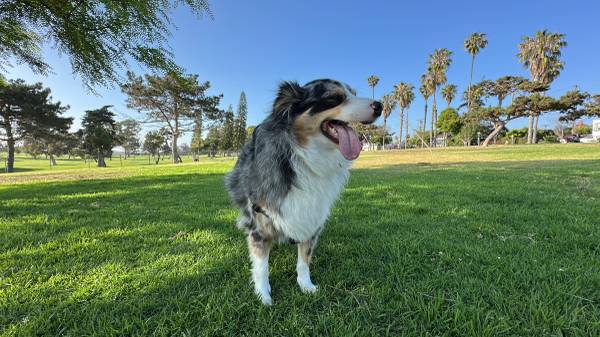 Pet Sitting & Boarding – Trustworthy & Tail-Wag Approved 🐾 1