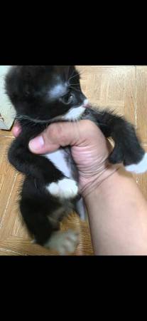 Kittens for rehoming (Elgin)591945178074982403