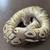 Ball python, Mojave het hypo (Weirdo) Female 2 thumbnail