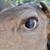 Gemmy Buck The Animated Trophy Singing Deer Head Mount 3 thumbnail
