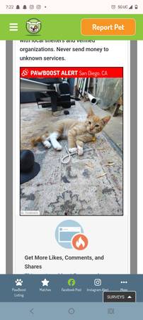 Gatito perdido. (Recompensa en efectivo) (Mira Mesa)