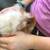 Susan - Red and White purebred Texel two-month-old guinea pig 5 thumbnail