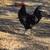 Black Australorp Roo 2 thumbnail