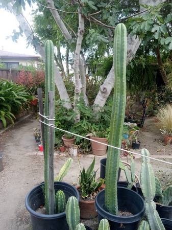 Large San Pedro Cacti 62" high 1