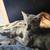Re-homing kittens 2 thumbnail