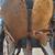 Used Saddle, Bridle, Bit, Reins, & Saddle Stand 10 thumbnail