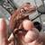 Gargoyle gecko 3 thumbnail
