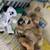 Dog needs new forever home 1 thumbnail