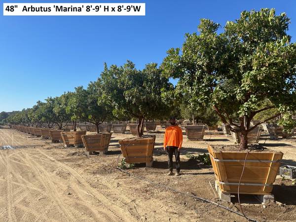 Mature Large Scale Trees and Specialty Ornamentals 1