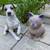 A cat & a dog garden statues 1 thumbnail