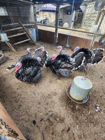 Turkeys 1
