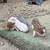 Mini pigs 2 thumbnail