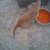 Kittens looking for good home 4 thumbnail