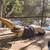 Coffee Tables Live Edge Wood Slab Art on Hurricane Recovery SALE 22 thumbnail