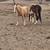 Gorgeous palomino yearling mustang filly!!! 7 thumbnail