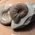 Fossil collection 5 thumbnail