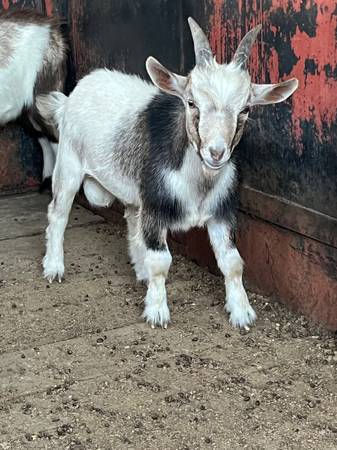 Male goats 1