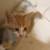 Kitten for sale!! 3 thumbnail