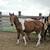 yrlg grade paint colt / horse 6 thumbnail