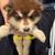 Alaskan Malamute/Alaskan Husky Puppies Available for Rehoming 3 thumbnail