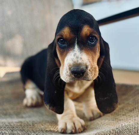 Basset Hound Puppy 1