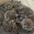 Beautiful British longhair kittens 12 thumbnail