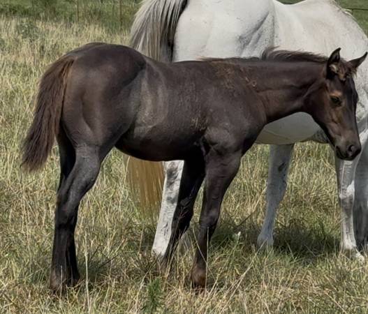 Colt 1