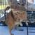 Degus 7 thumbnail