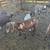 Boer wethers 2 thumbnail