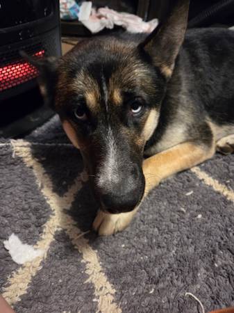 Husky and shepsky rehoming63872575827331122