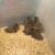 5 baby ducks 2 thumbnail