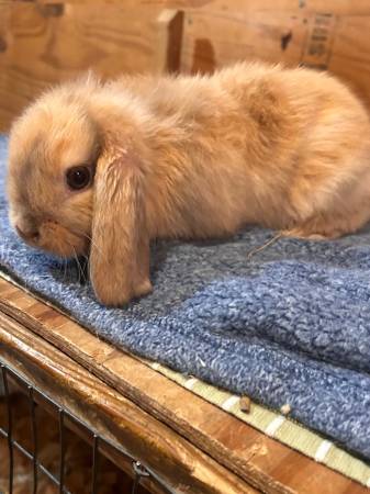 Holland lop bunnies63839343518723120
