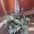 Wandering jew 1 thumbnail