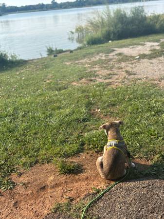 Free husky puppy (Blanchard)63976602917122123
