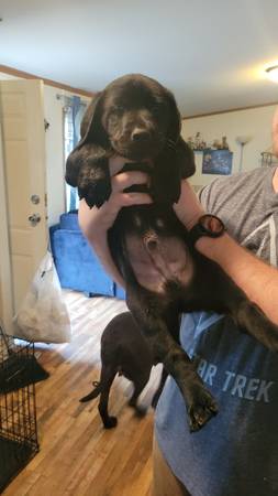 Lab mix puppies (Blountville)64217267106690121
