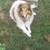🐾 REAL WORLD DOG TRAINING & BOARDING – ANNAPOLIS | SPECIALS 🤩👀👇 13 thumbnail