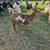 Friendly Nigerian Dwarf doe 2 thumbnail