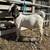Boer bucklings 1 thumbnail