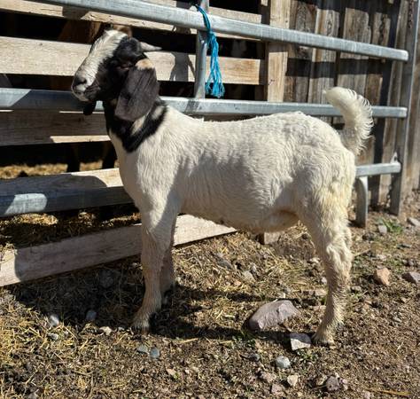 Boer bucklings 1