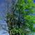 Tree Doctor : can save your dying trees. Or trimming and removal. 11 thumbnail