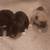 Husky/pitbull puppies 6 thumbnail
