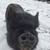 Sweet Female Pigs REDUCED 1 thumbnail