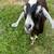 ADGA Nubian Buckling 6 thumbnail